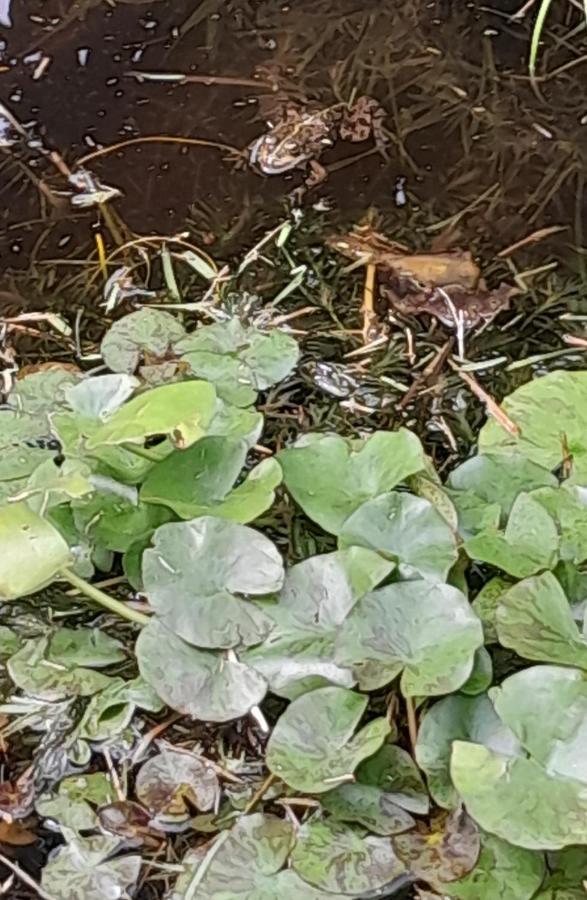La Casa De Las Ranas Poio Exteriér fotografie